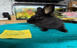 English rabbits for sale: Rabbits for sale , various sexes avaliable  - Image 10