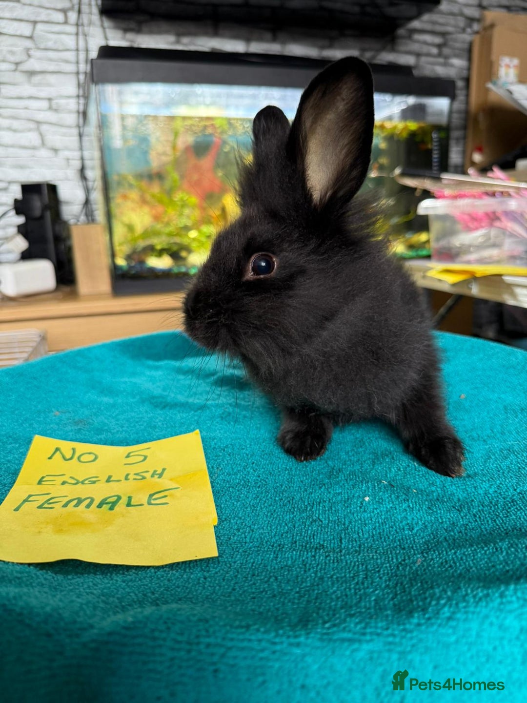 English rabbits for sale: Rabbits for sale , various sexes avaliable  - Image 10