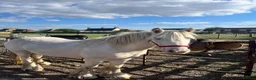Irish Cob horses for sale: Tim the super cob!  - Advert 2