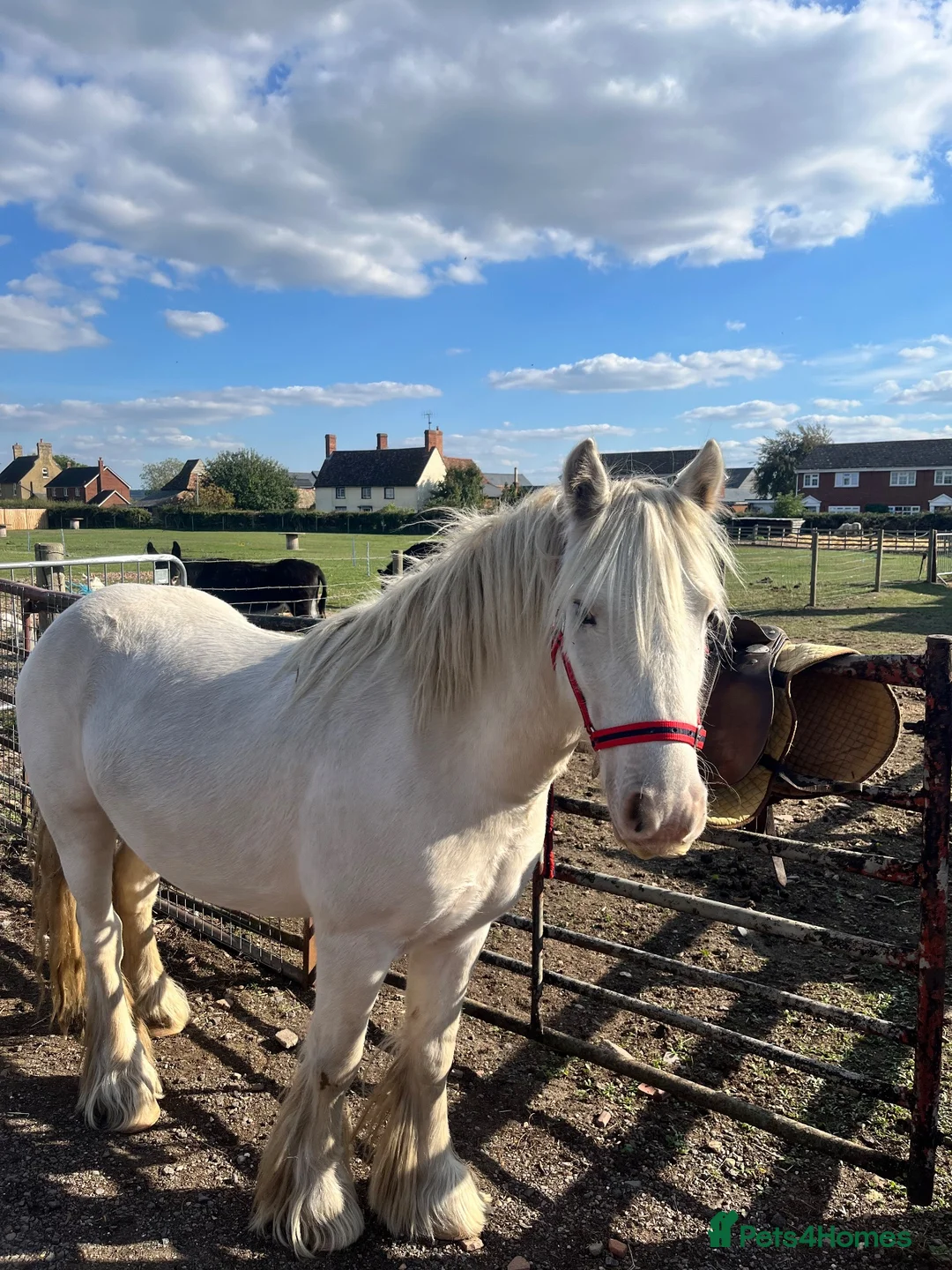 Irish Cob horses for sale: Tim the super cob!  - Advert 2