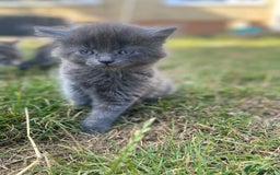 Mixed Breed cats for sale: Mainecoon and british shorthair mix  - Image 3