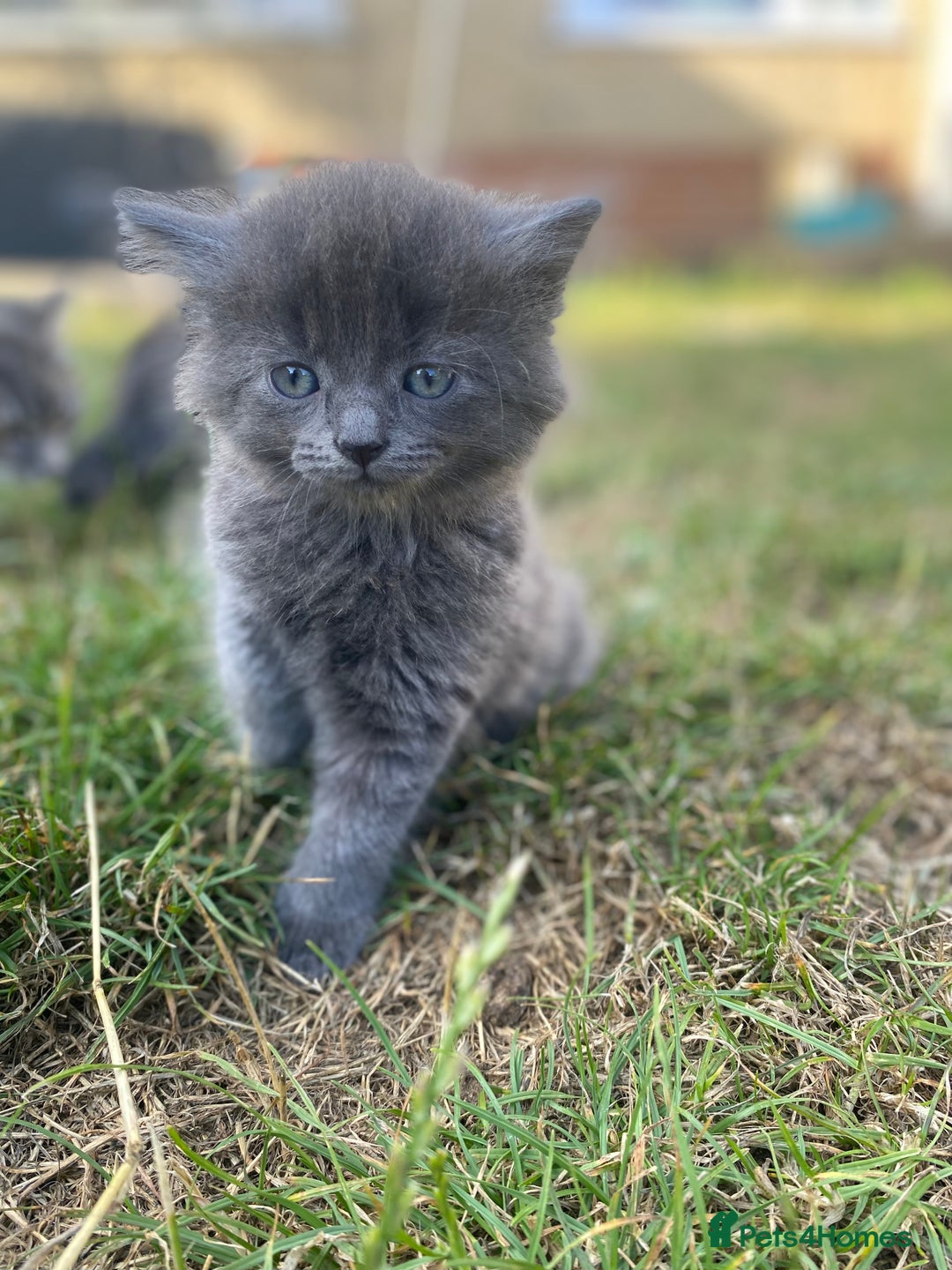 Mixed Breed cats for sale: Mainecoon and british shorthair mix  - Image 3