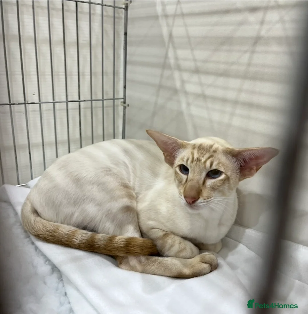 Siamese cats for stud: Champion cinnamon tabby point siamese  in Warrington - Advert 2