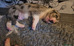 Border Collie dogs for sale: Unique blue merle border collie puppies - Image 24
