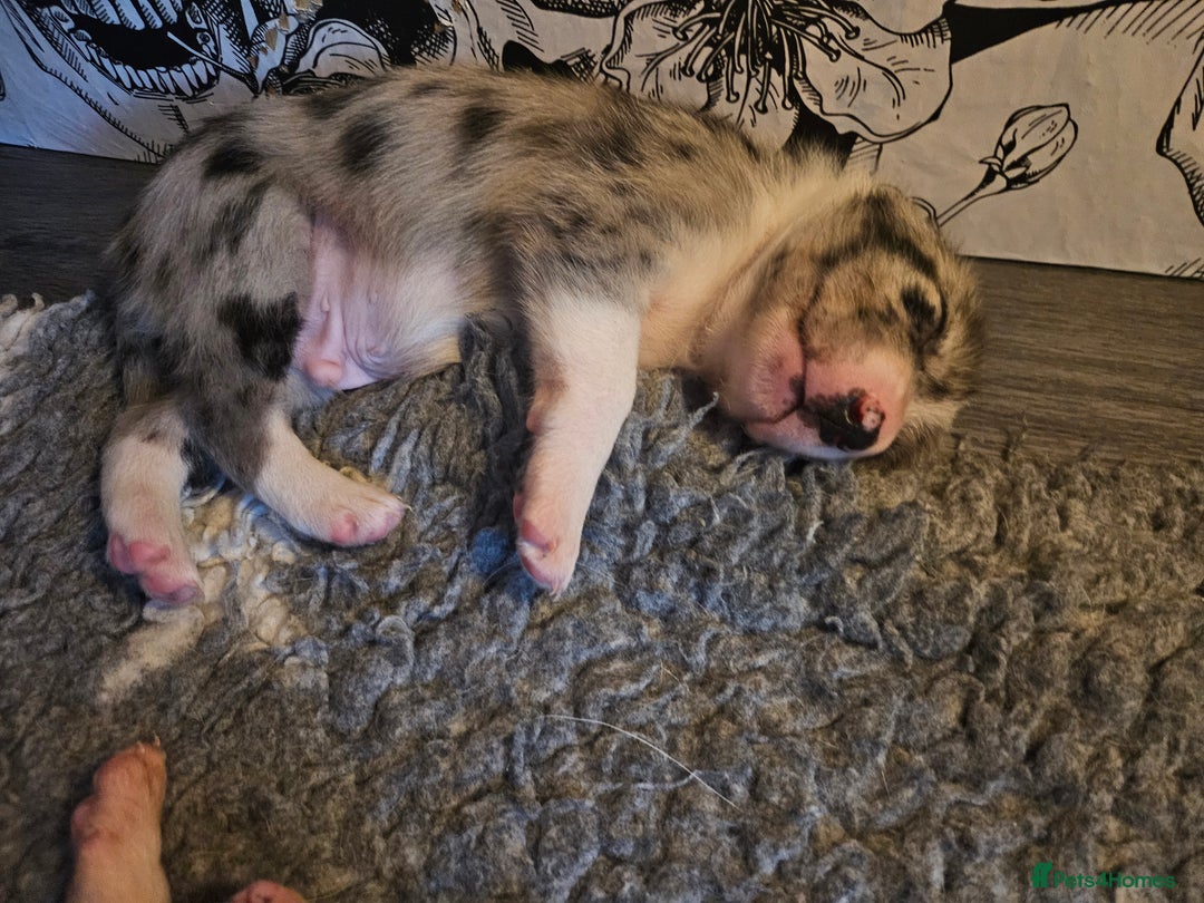 Border Collie dogs for sale: Unique blue merle border collie puppies - Image 24