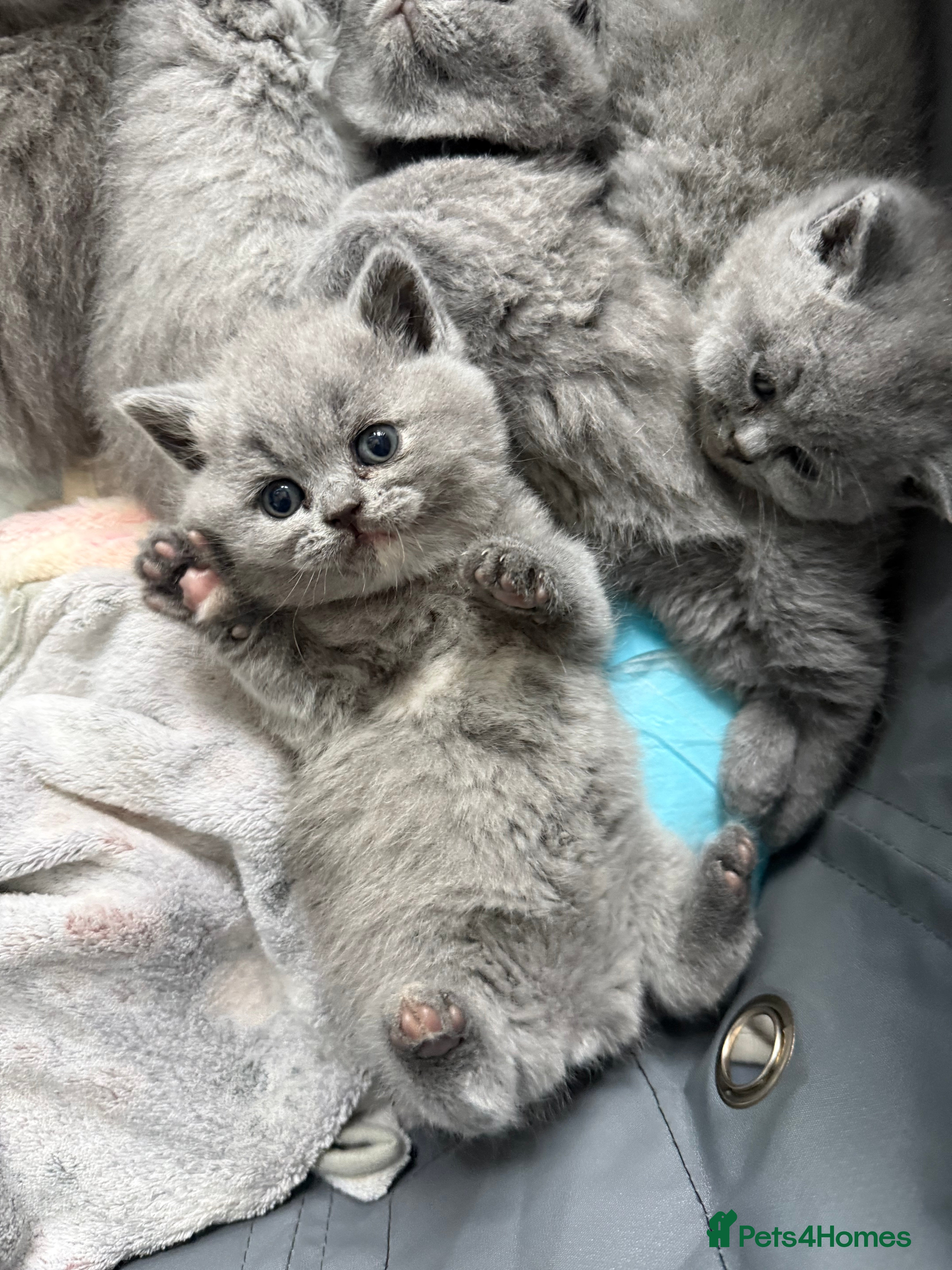 British Shorthair cats Stunning GCCF BSH - Tortie and Bi colour  - Advert 1