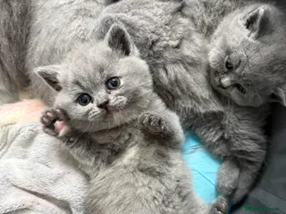 British Shorthair cats Stunning GCCF BSH - Tortie and Bi colour - Advert 1