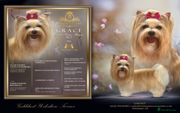 Yorkshire Terrier dogs for sale: ❤️ Champion heritage KC reg.PEDIGREE puppies! 🐶❤️ - Image 38