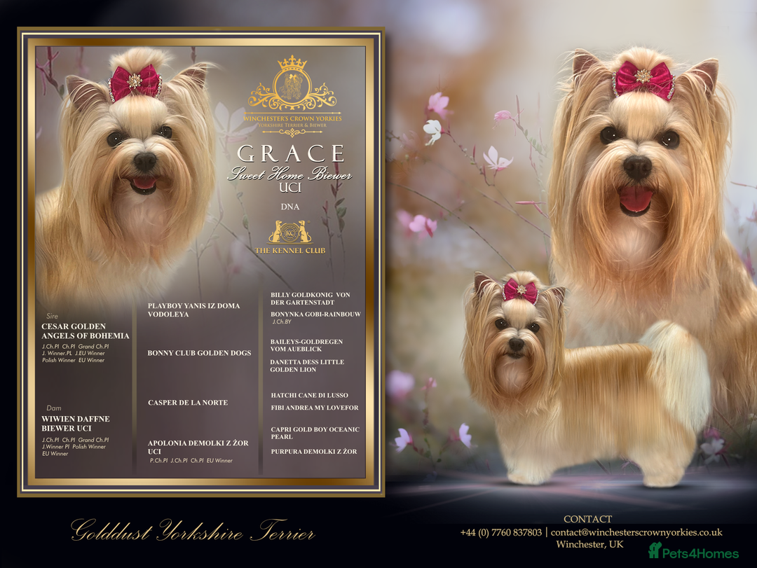 Yorkshire Terrier dogs for sale: ❤️ Champion heritage KC reg.PEDIGREE puppies! 🐶❤️ - Image 38