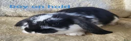Mixed Breed rabbits for sale: French lop x mini lop - Advert 16