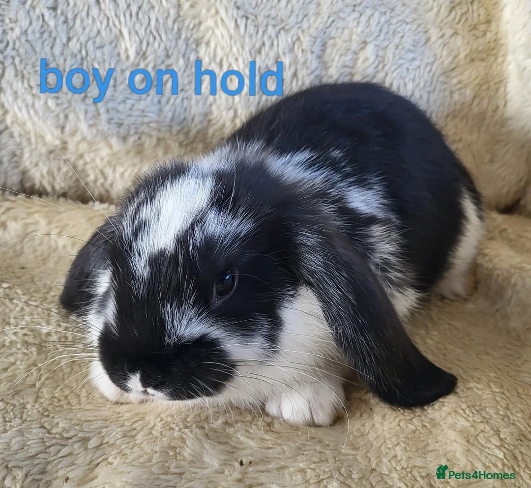 Mixed Breed rabbits for sale: French lop x mini lop - Advert 16