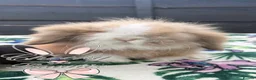 Mini Lion Lop rabbits for sale: Beautiful Mini Lion Lop Boys - Advert 7