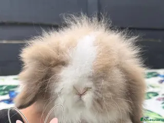 Mini Lion Lop rabbits Beautiful Mini Lion Lops - Ready to Reserve - Advert 3