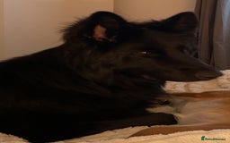 German Shepherd dogs for sale: German shepherd puppies  - Image 10
