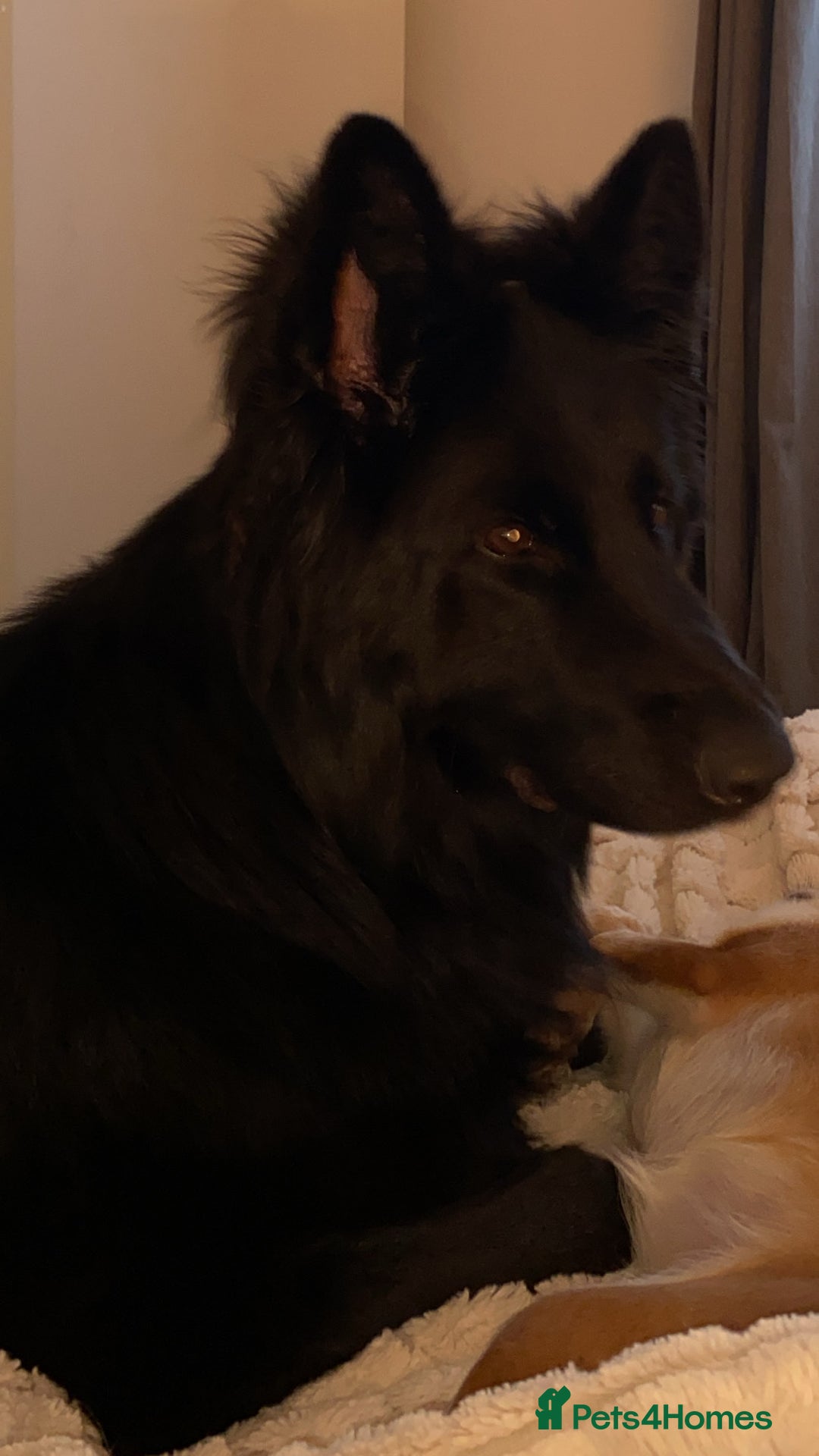 German Shepherd dogs for sale: German shepherd puppies  - Image 10
