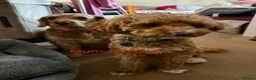 Cockapoo dogs for sale: Toy Poodle x Cockerpoo Puppies - Advert 11