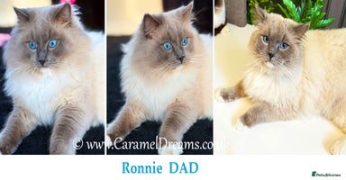 Ragdoll cats - Advert 9