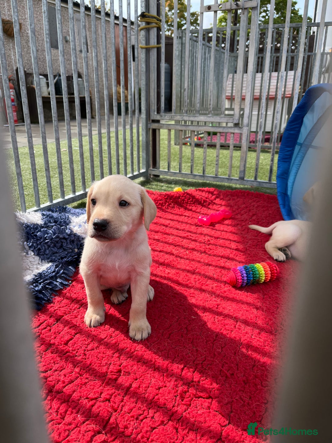 Labrador Retriever dogs for sale: Delightful Yellow Labradors Puppies - Image 6