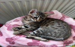 Bengal cats for sale: Bengal mix breed female kitten  - Image 6