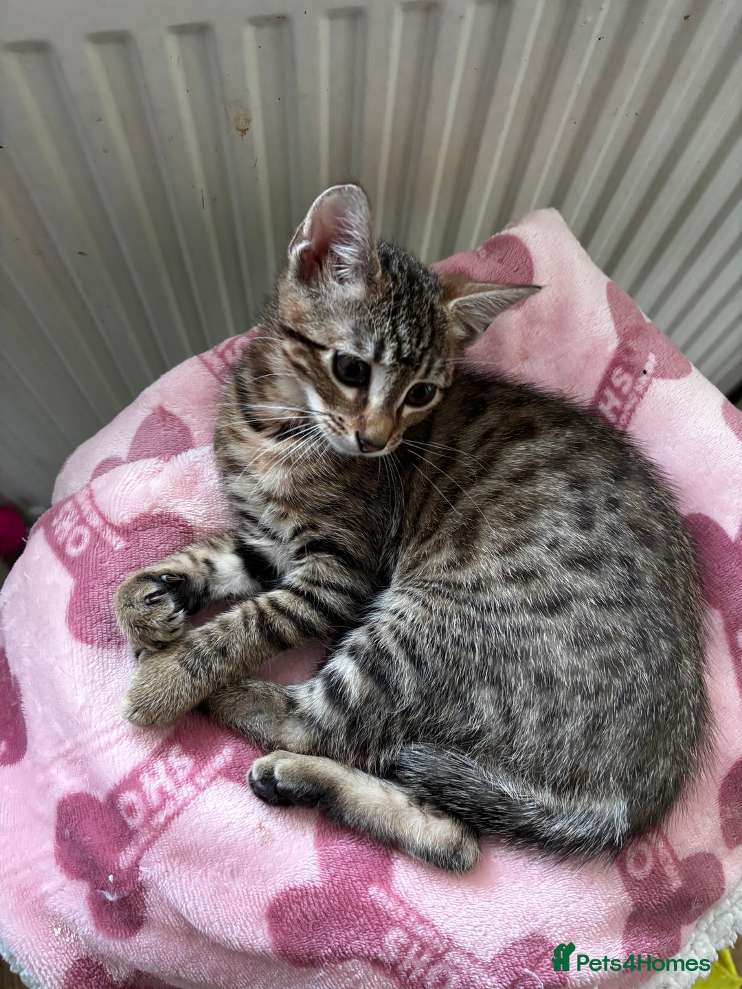 Bengal cats for sale: Bengal mix breed female kitten  - Image 6