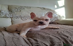 French Bulldog dogs for sale: French bulldog price is negotiable  - Advert 11