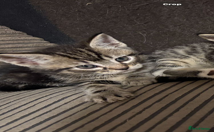 Mixed Breed cats - Advert 5