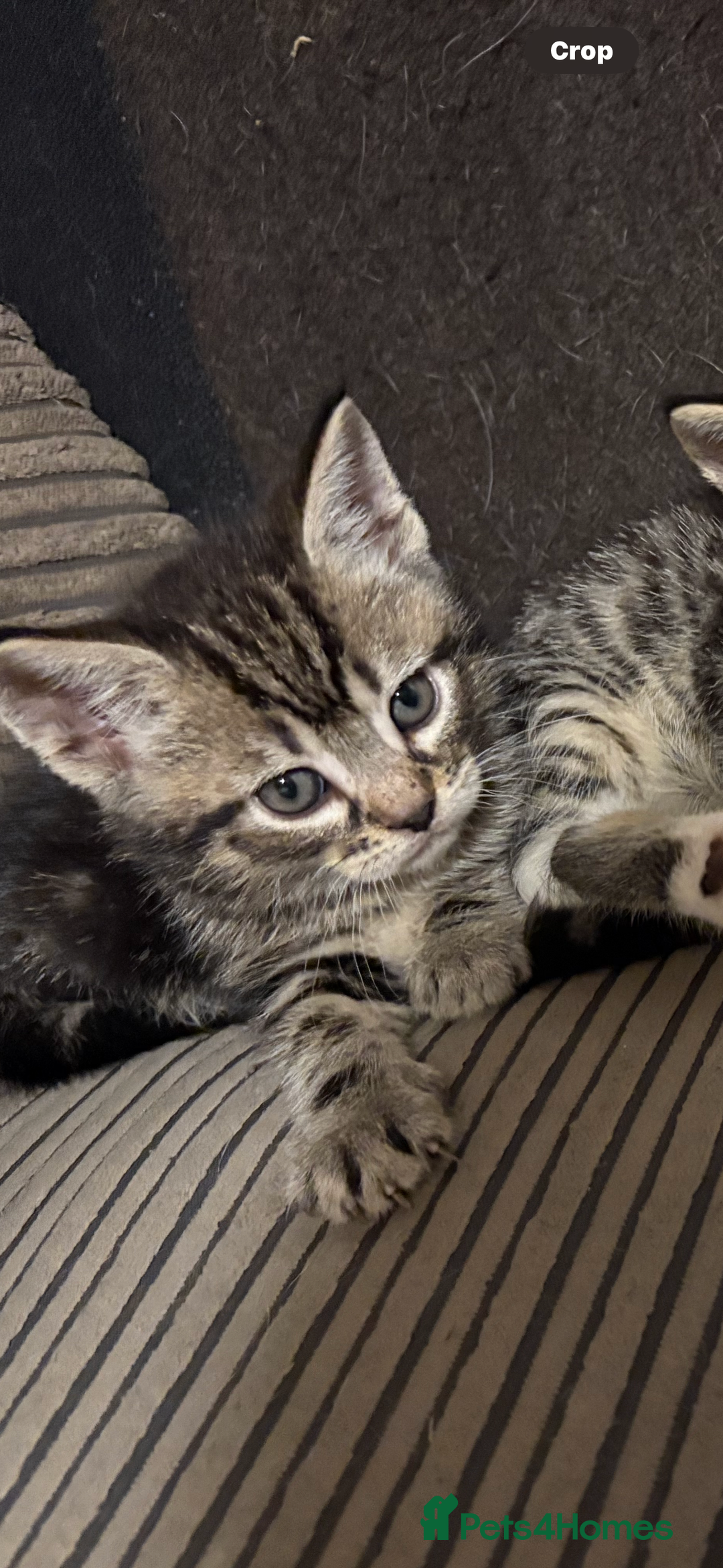 Mixed Breed cats for sale: 2 beautiful male kittens  - Image 1