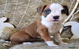Boxer dogs for sale:  Male and female Boxer puppy for sale  - Image 2