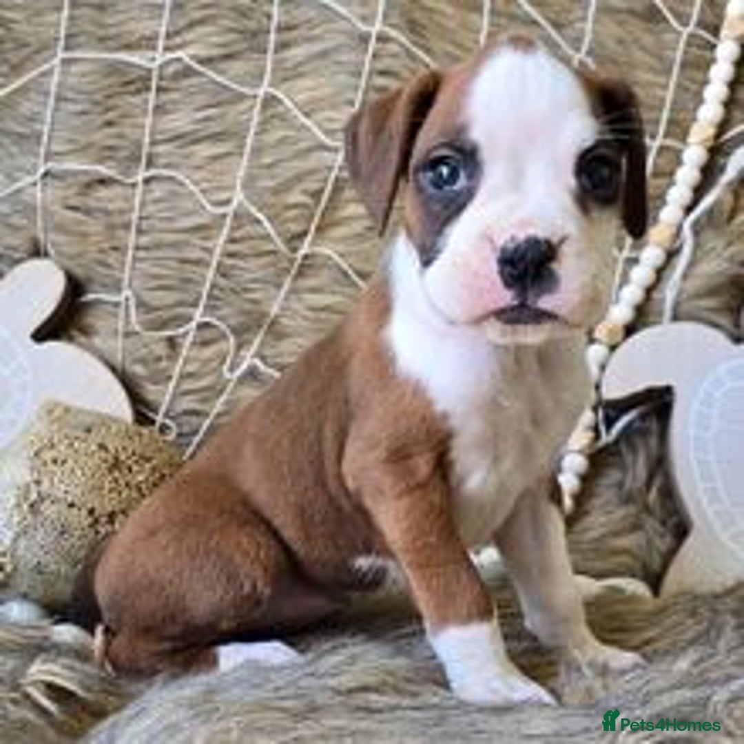 Boxer dogs for sale:  Male and female Boxer puppy for sale  - Image 2