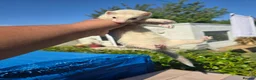 Ferret rodents for sale: Stunning ferret for sale - Advert 15