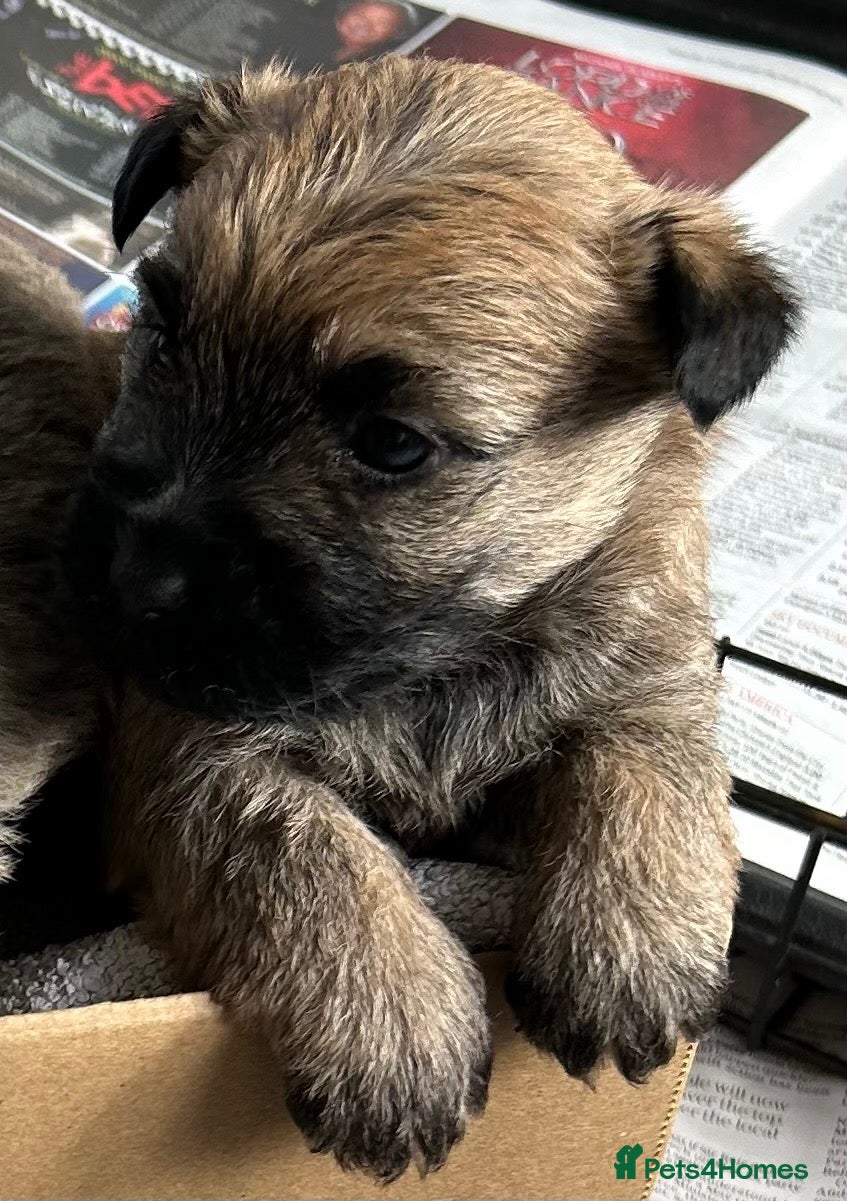 Cairn Terrier dogs for sale: Gorgeous Cairn Terrier Puppys - Advert 2