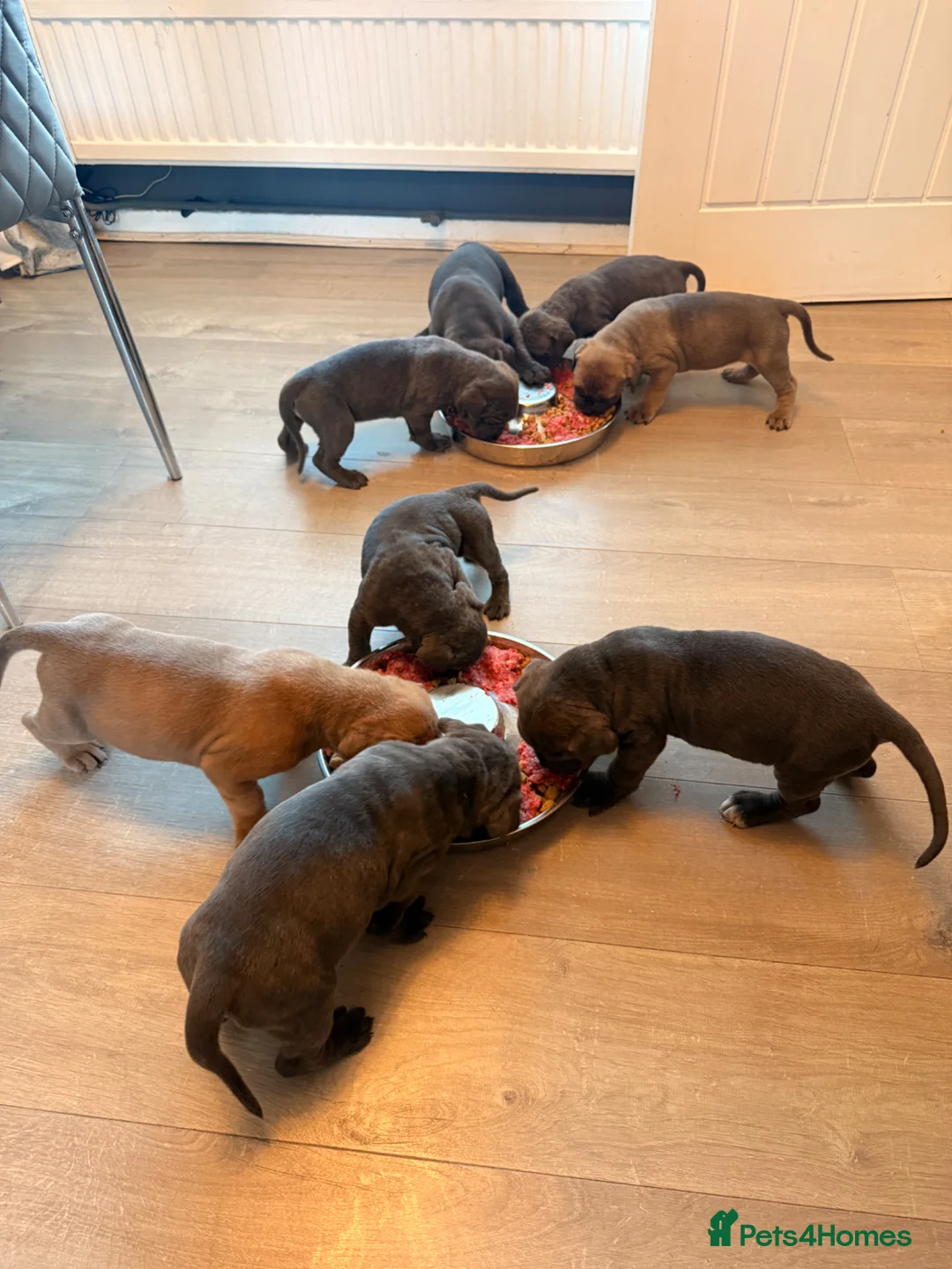 Cane Corso dogs for sale: Exceptional Cane Corso Puppies – Elite Bloodlines in Nottingham - Advert 7