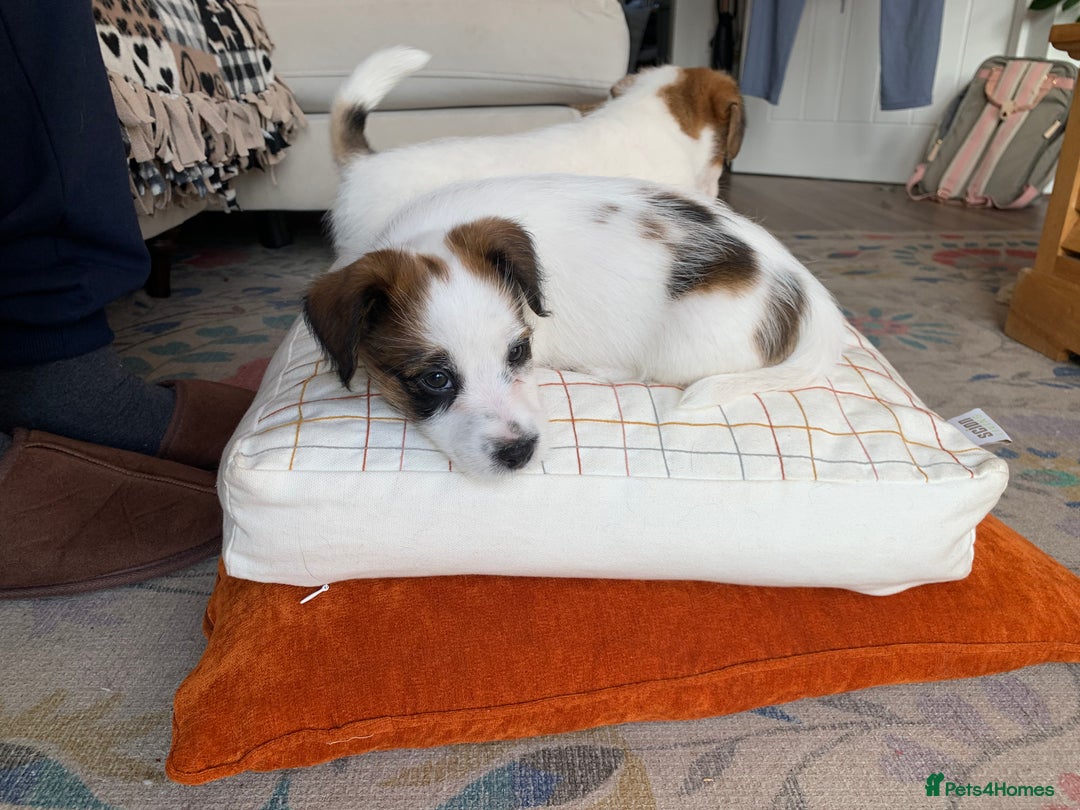 Jack Russell dogs for sale: KC Jack Russell Puppies - One Boy Left! - Image 17