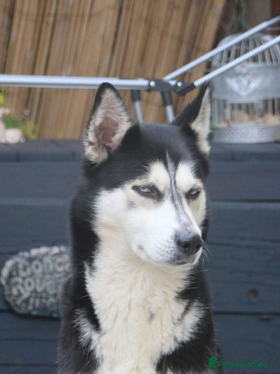 Mixed Breed dogs Husky crossed  - Advert 1