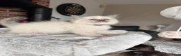 Ragdoll cats for sale: Ready Now! Beautiful Ragdoll Kittens! Xx  - Advert 8