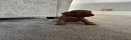 Cavalier King Charles Spaniel dogs for sale: Beautiful Cavalier King Charles Spaniel Puppies in Bristol - Advert 8