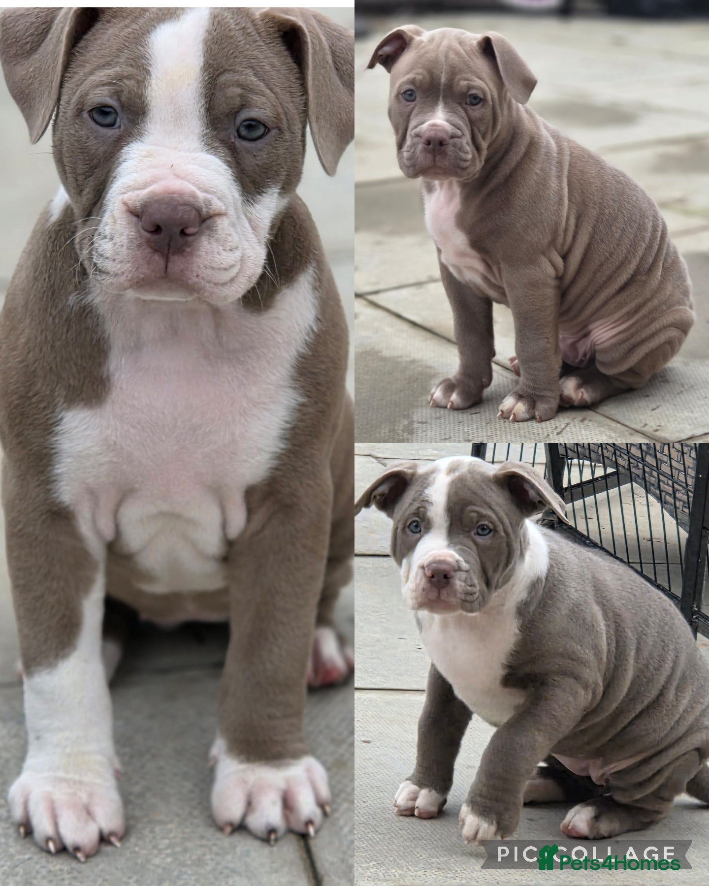 Mixed Breed dogs Old english bulldog cross american bulldog 😍❤️  - Advert 8