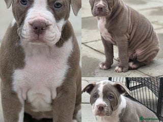 Mixed Breed dogs Old english bulldog cross american bulldog 😍❤️ - Advert 11