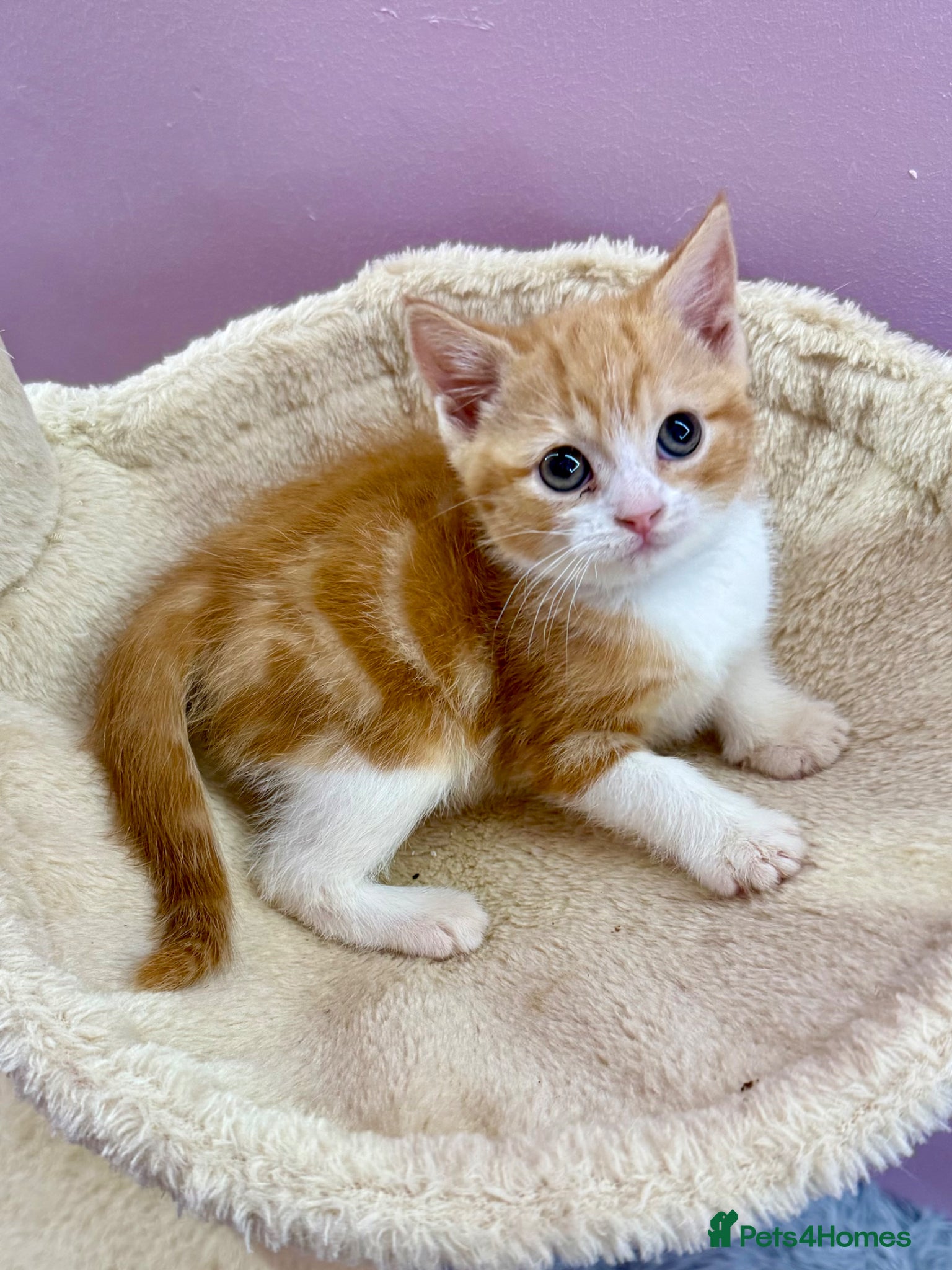 Mixed Breed cats 1 lovely ginger girl black collar girl available  - Advert 15