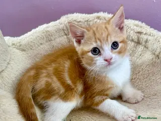 Mixed Breed cats 1 lovely ginger girl black collar girl available - Advert 15