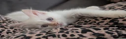Ragdoll cats for sale: Beautiful Ragdoll Kittens Ready for Loving Homes! - Advert 10
