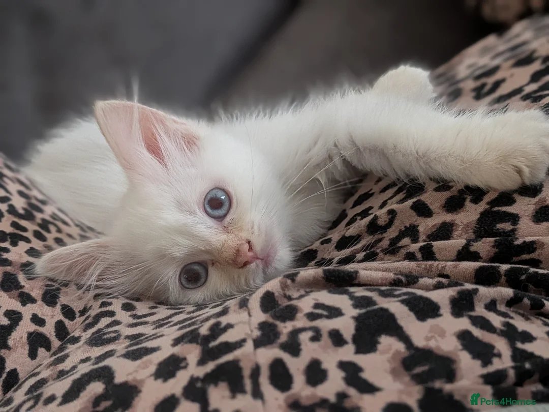 Ragdoll cats for sale: Beautiful Ragdoll Kittens Ready for Loving Homes! - Advert 10