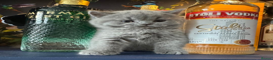 British Shorthair Kitten 2