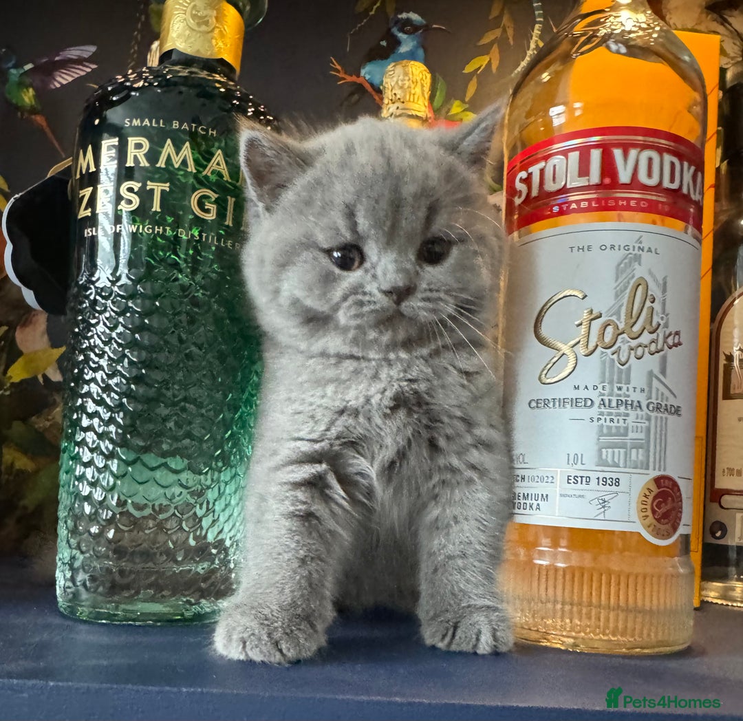 British Shorthair cats for sale: British Shorthair GCCF Pedigree Champion Kittens ✨ - Image 11