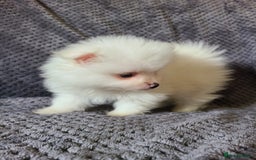Pomeranian dogs for sale: Gorgeous litter of pomeranian puppies💙💖 - Image 13