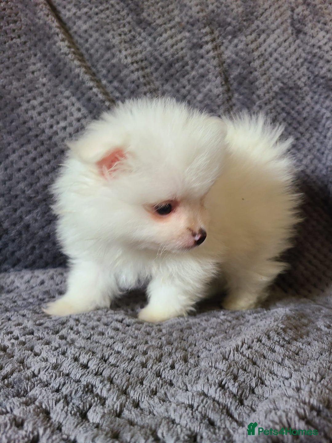 Pomeranian dogs for sale: Gorgeous litter of pomeranian puppies💙💖 - Image 13