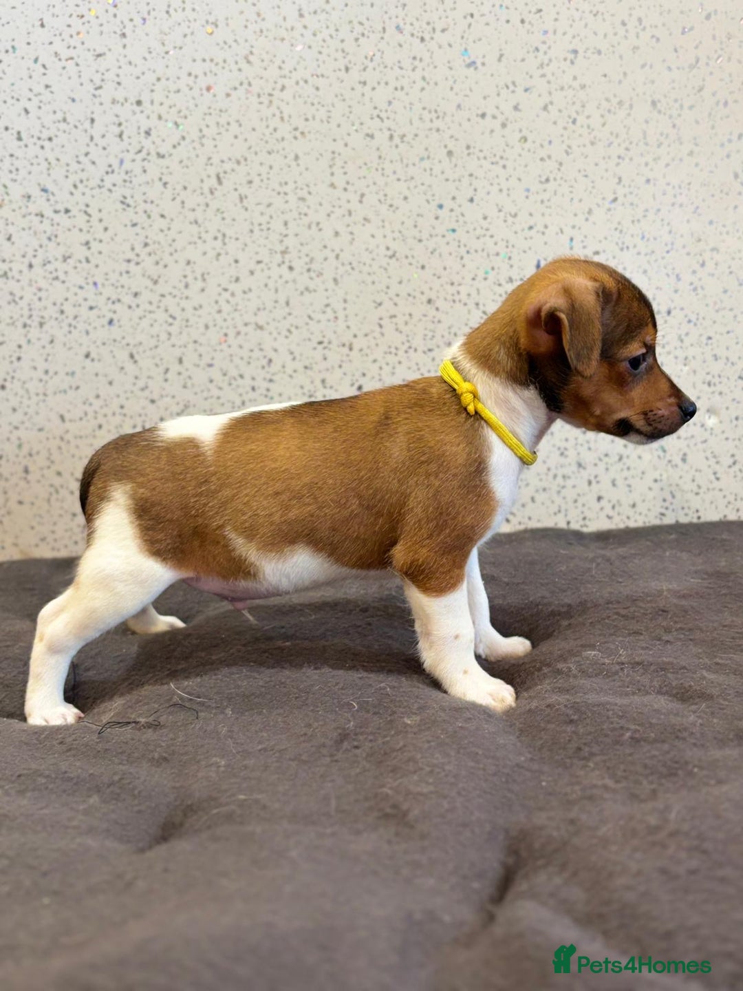 Jack Russell dogs for sale: Jack Russell puppies  - Image 17