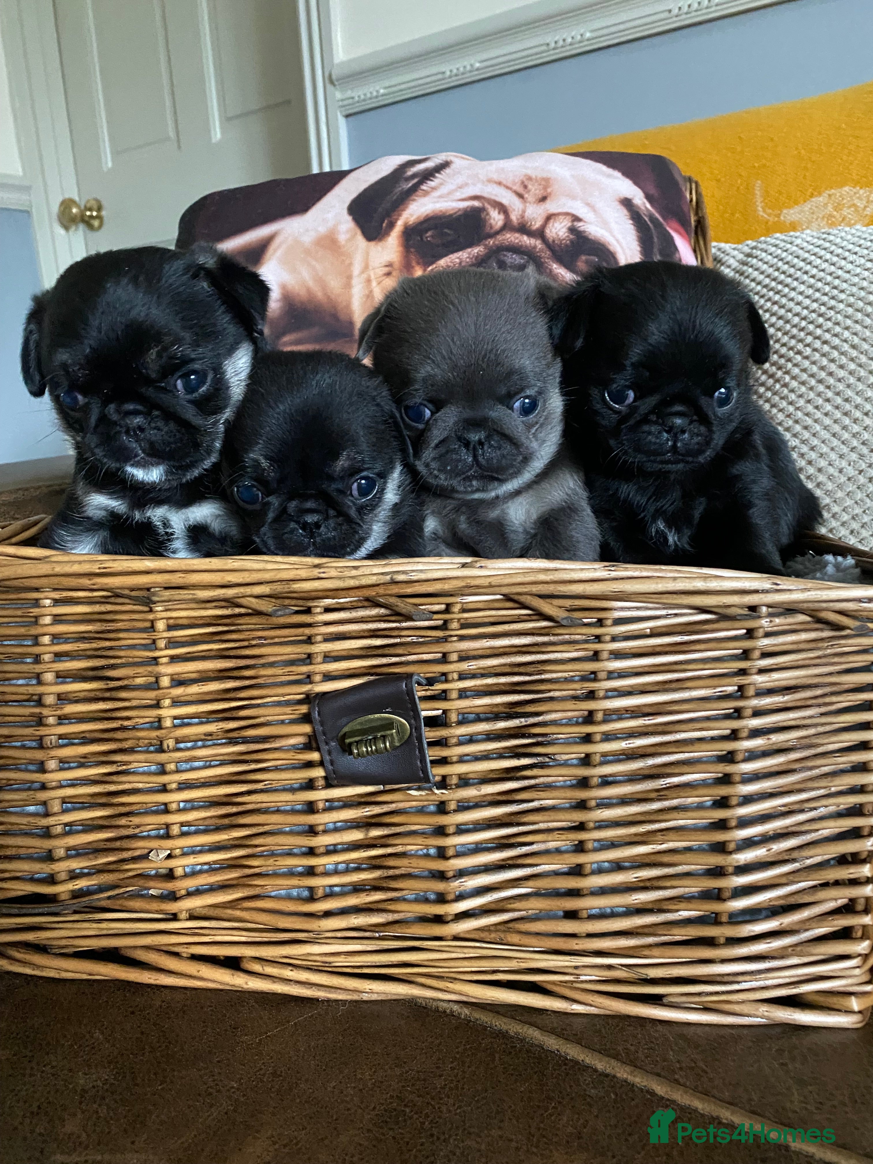 Pug dogs Gorgeous pug puppies health tested parents 🐶 - Advert 1