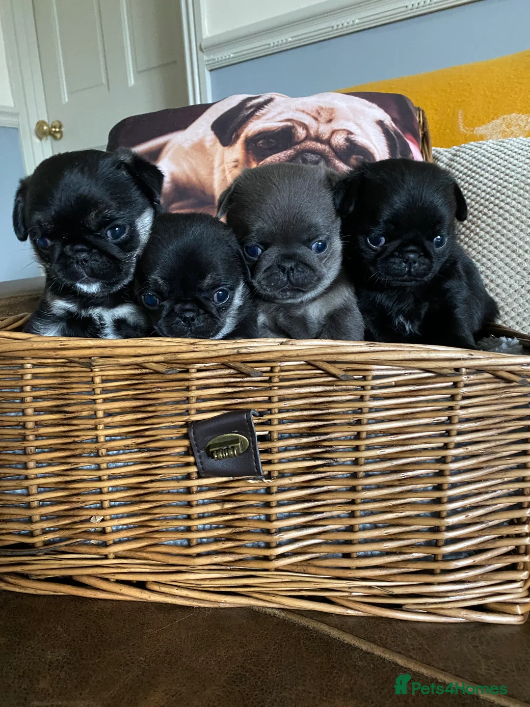 Pug dogs for sale: Gorgeous pug puppies health tested parents 🐶 - Advert 1