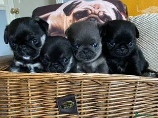 Pug dogs Gorgeous pug puppies health tested parents 🐶 - Advert 16